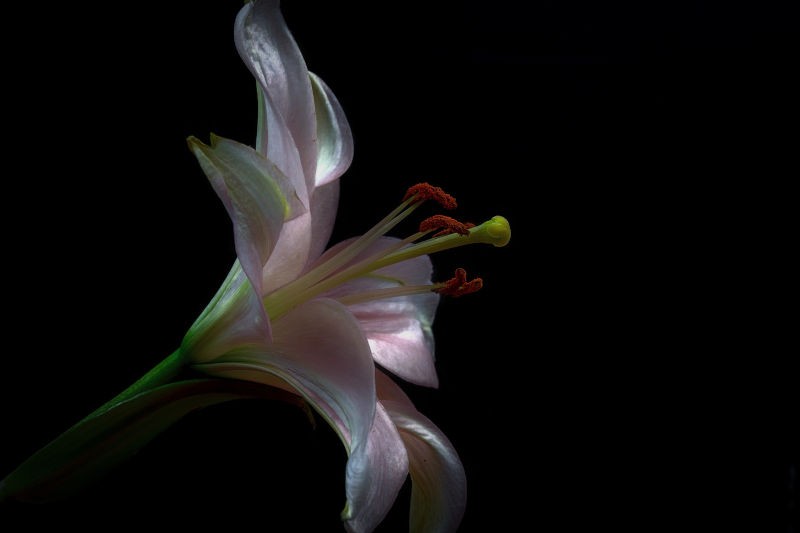Florystyka pogrzebowa Kamińscy
